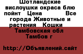 Шотландские вислоушки окраса блю пойнт › Цена ­ 4 000 - Все города Животные и растения » Кошки   . Тамбовская обл.,Тамбов г.
